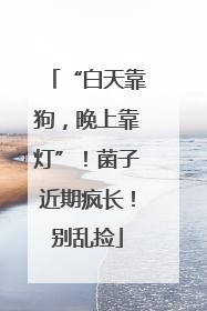 “白天靠狗，晚上靠灯”！菌子近期疯长！别乱捡