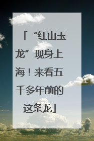 “红山玉龙”现身上海！来看五千多年前的这条龙