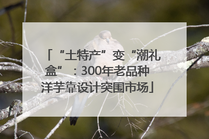 “土特产”变“潮礼盒”：300年老品种洋芋靠设计突围市场