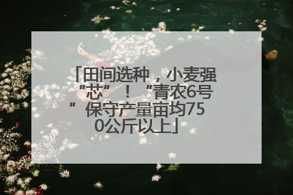田间选种，小麦强“芯”！“青农6号”保守产量亩均750公斤以上