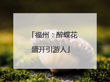福州：醉蝶花盛开引游人