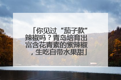你见过“茄子款”辣椒吗？青岛培育出富含花青素的紫辣椒，生吃自带水果甜