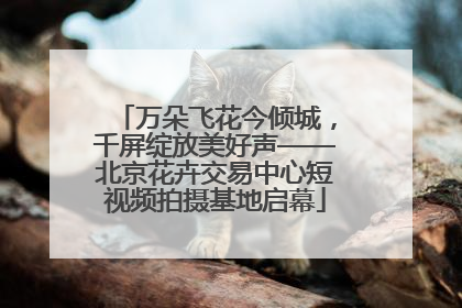 万朵飞花今倾城，千屏绽放美好声——北京花卉交易中心短视频拍摄基地启幕