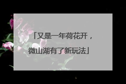 又是一年荷花开，微山湖有了新玩法