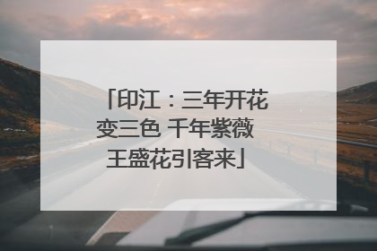 印江：三年开花变三色 千年紫薇王盛花引客来