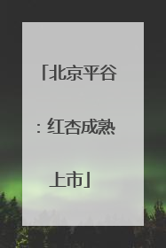 北京平谷：红杏成熟上市