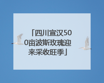 四川宣汉500亩波斯玫瑰迎来采收旺季