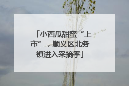 小西瓜甜蜜“上市”，顺义区北务镇进入采摘季