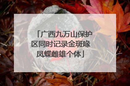 广西九万山保护区同时记录金斑喙凤蝶雌雄个体