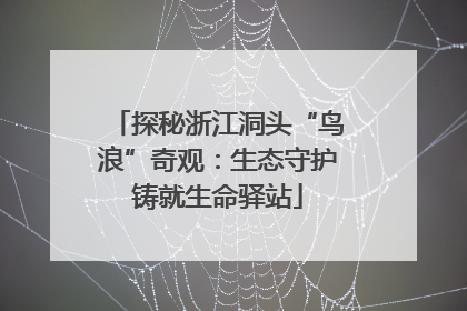 探秘浙江洞头“鸟浪”奇观：生态守护铸就生命驿站
