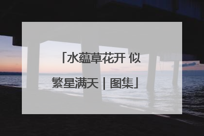 水蕴草花开 似繁星满天｜图集