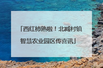 西红柿熟啦！北臧村镇智慧农业园区传喜讯