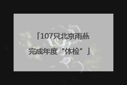 107只北京雨燕完成年度“体检”